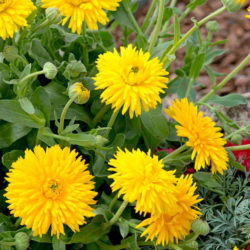 calendula amarilla - Dinkos