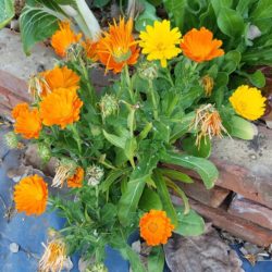 calendula blanca - Dinkos